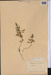 Chenopodium, America (AMER) (Not classified)