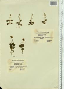 Orthilia secunda (L.) House, Siberia, Yakutia (S5) (Russia)