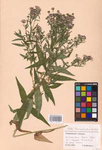 Symphyotrichum lanceolatum (Willd.) G. L. Nesom, Eastern Europe, Central region (E4) (Russia)