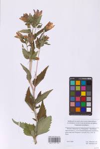 Campanula trachelium L., Eastern Europe, Moscow region (E4a) (Russia)