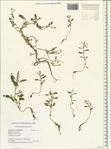 Oxybasis glauca (L.) S. Fuentes, Uotila & Borsch, Crimea (KRYM) (Russia)