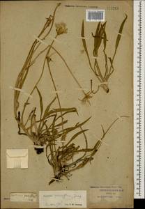 Scorzonera parviflora Jacq., Caucasus, Krasnodar Krai & Adygea (K1a) (Russia)