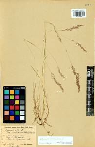 Agrostis stolonifera L., Siberia, Baikal & Transbaikal region (S4) (Russia)