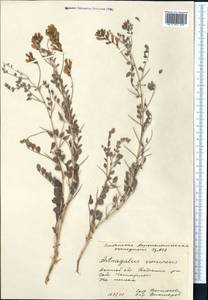 Astragalus cornutus Pall., Middle Asia, Caspian Ustyurt & Northern Aralia (M8) (Kazakhstan)