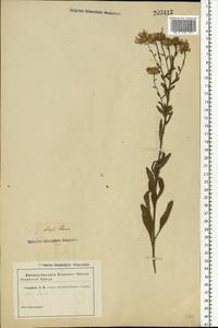 Aster amellus L., Crimea (KRYM) (Russia)