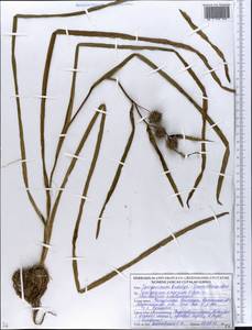Sparganium emersum Rehmann, Eastern Europe, Belarus (E3a) (Belarus)