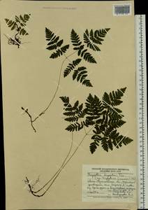 Gymnocarpium dryopteris (L.) Newman, Eastern Europe, West Ukrainian region (E13) (Ukraine)