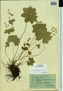 Alchemilla subcrenata Buser, Eastern Europe, Northern region (E1) (Russia)