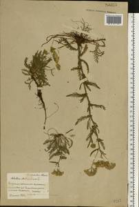 Achillea millefolium L., Eastern Europe, Belarus (E3a) (Belarus)
