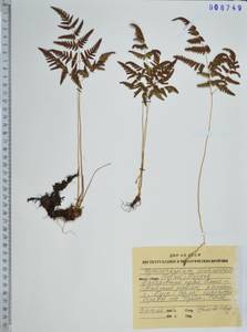 Gymnocarpium continentale (Petrov) Pojark., Siberia, Russian Far East (S6) (Russia)