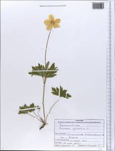 Anemone sylvestris L., Eastern Europe, North Ukrainian region (E11) (Ukraine)