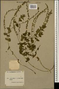 Veronica chamaedrys L., Caucasus, Armenia (K5) (Armenia)