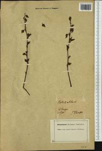 Betula pubescens Ehrh., Western Europe (EUR) (Germany)
