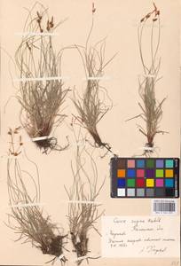 Carex supina Willd. ex Wahlenb., Eastern Europe, Rostov Oblast (E12a) (Russia)