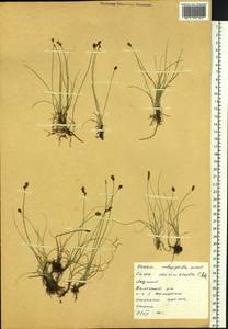 Carex duriuscula C.A.Mey., Siberia, Yakutia (S5) (Russia)