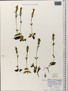 Gentiana verna subsp. oschtenica (Kuzn.) J. J. Halda, Caucasus, Stavropol Krai, Karachay-Cherkessia & Kabardino-Balkaria (K1b) (Russia)