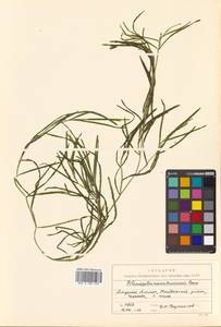 Potamogeton mandschuriensis (A.Benn.) A.Benn., Siberia, Russian Far East (S6) (Russia)