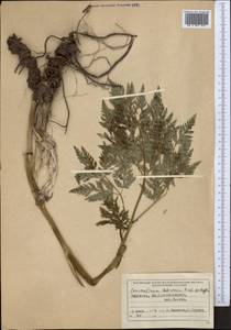 Conioselinum tataricum Hoffm., Middle Asia, Northern & Central Tian Shan (M4) (Kyrgyzstan)