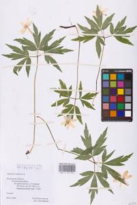Anemone nemorosa L., Eastern Europe, Central region (E4) (Russia)
