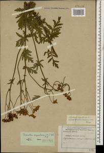 Tanacetum corymbosum subsp. corymbosum, Caucasus, Stavropol Krai, Karachay-Cherkessia & Kabardino-Balkaria (K1b) (Russia)