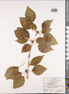 Populus balsamifera, Eastern Europe, Central region (E4) (Russia)