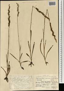 Spiranthes australis (R.Br.) Lindl., Mongolia (MONG) (Mongolia)