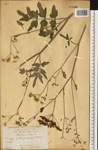 Pastinaca sativa L., Eastern Europe, Central forest-and-steppe region (E6) (Russia)