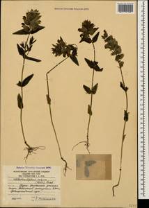 Rhinanthus serotinus var. vernalis (N. W. Zinger) Janch., Caucasus, South Ossetia (K4b) (South Ossetia)