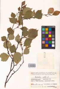 Betula pubescens Ehrh., Eastern Europe, South Ukrainian region (E12) (Ukraine)