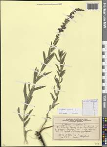 Lythrum salicaria L., Eastern Europe, Moscow region (E4a) (Russia)