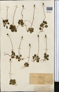 Moneses uniflora (L.) A. Gray, Middle Asia, Dzungarian Alatau & Tarbagatai (M5) (Kazakhstan)