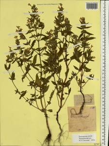 Galeopsis ladanum L., Eastern Europe, Eastern region (E10) (Russia)