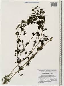 Galium humifusum M.Bieb., Eastern Europe, Middle Volga region (E8) (Russia)