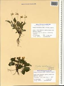 Viola ambigua Waldst. & Kit., Caucasus, North Ossetia, Ingushetia & Chechnya (K1c) (Russia)