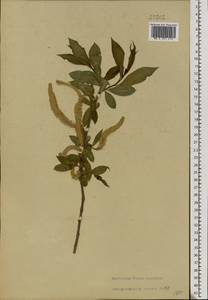 Salix alba × pentandra, Eastern Europe, Eastern region (E10) (Russia)