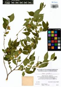 Ulmus pumila L., Siberia, Baikal & Transbaikal region (S4) (Russia)