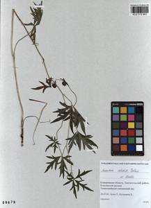 Aconitum volubile Pall., Siberia, Altai & Sayany Mountains (S2) (Russia)