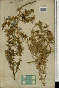 Xanthium spinosum L., Caucasus, Dagestan (K2) (Russia)