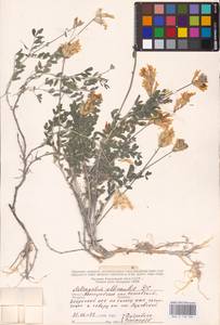 Astragalus albicaulis DC., Eastern Europe, Lower Volga region (E9) (Russia)
