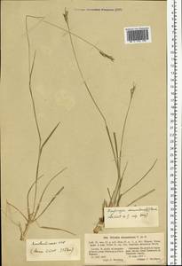 Danthonia decumbens (L.) DC., Eastern Europe, Latvia (E2b) (Latvia)
