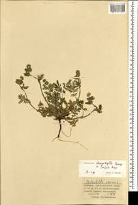 Potentilla sericea L., Mongolia (MONG) (Mongolia)