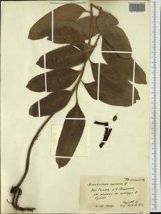 Acrostichum aureum L., Australia & Oceania (AUSTR) (Samoa)