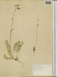 Polemonium caeruleum subsp. kiushianum (Kitam.) Hara, Siberia, Central Siberia (S3) (Russia)
