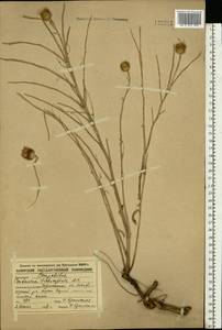 Centaurea trichocephala M. Bieb. ex Willd., Eastern Europe, Central forest-and-steppe region (E6) (Russia)