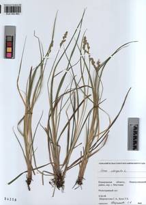 KUZ 002 893, Carex elongata L., Siberia, Altai & Sayany Mountains (S2) (Russia)