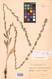Campanula macrostachya Waldst. & Kit. ex Willd., Eastern Europe, Moldova (E13a) (Moldova)