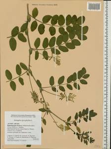 Astragalus glycyphyllos L., Eastern Europe, Central forest-and-steppe region (E6) (Russia)