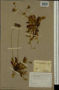 Pilosella officinarum Vaill., Eastern Europe, South Ukrainian region (E12) (Ukraine)