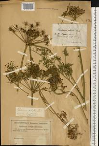 Thysselinum palustre (L.) Hoffm., Eastern Europe, Central region (E4) (Russia)