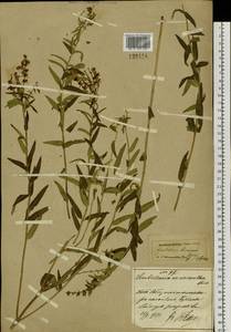 Scutellaria baicalensis Georgi, Siberia, Russian Far East (S6) (Russia)